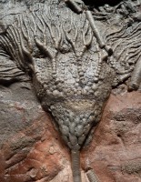 /album/kokovon/liliom-jpg/